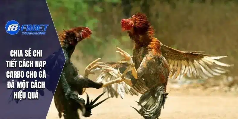 Chia sẻ chi tiết cách nạp Carbo cho gà đá một cách hiệu quả