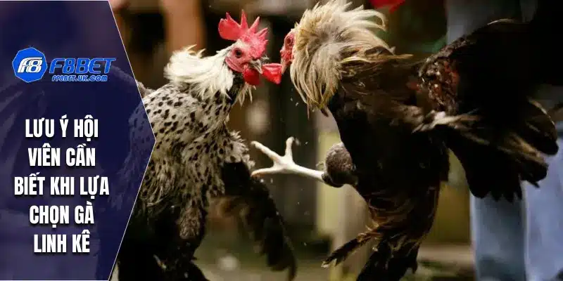 Lưu ý hội viên cần biết khi lựa chọn gà linh kê