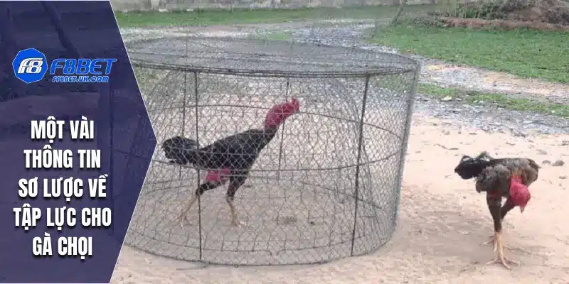 Một vài thông tin sơ lược về tập lực cho gà chọi