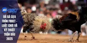 Đá Gà Cựa Tròn