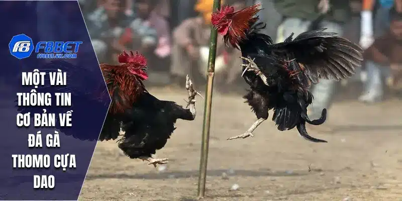 Một vài thông tin cơ bản về đá gà Thomo cựa dao