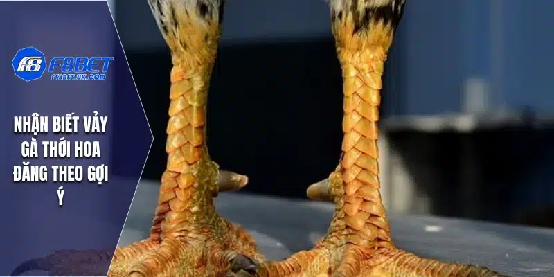 Nhận biết vảy gà Thới Hoa Đăng theo gợi ý